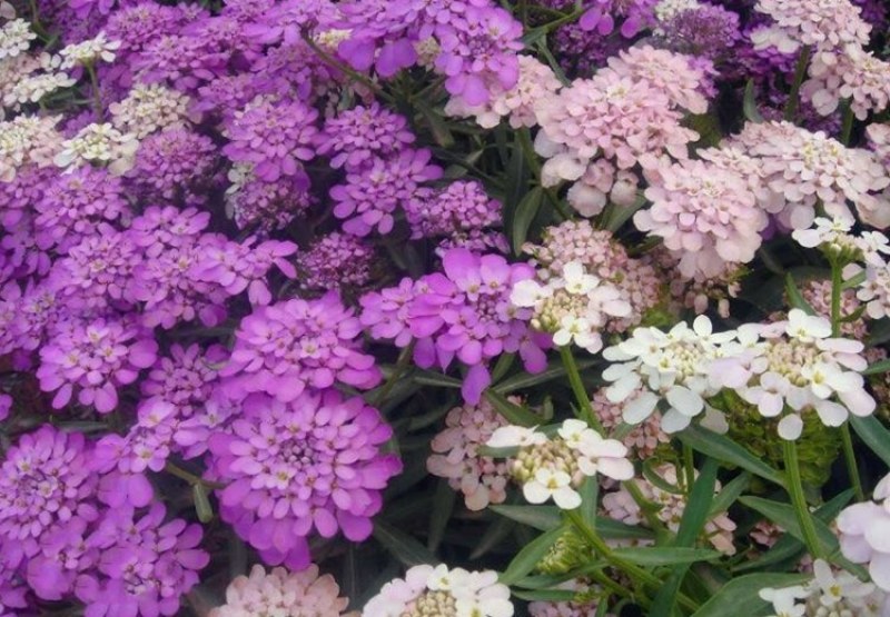蜂室花种子景观绿化易活四季家庭盆栽阳台园艺花草花海花籽