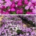 蜂室花种子景观绿化易活四季家庭盆栽阳台园艺花草花海花籽