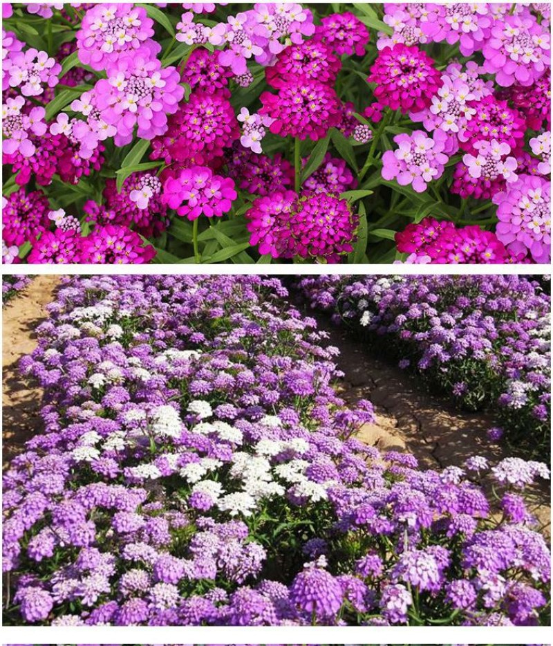蜂室花种子景观绿化易活四季家庭盆栽阳台园艺花草花海花籽