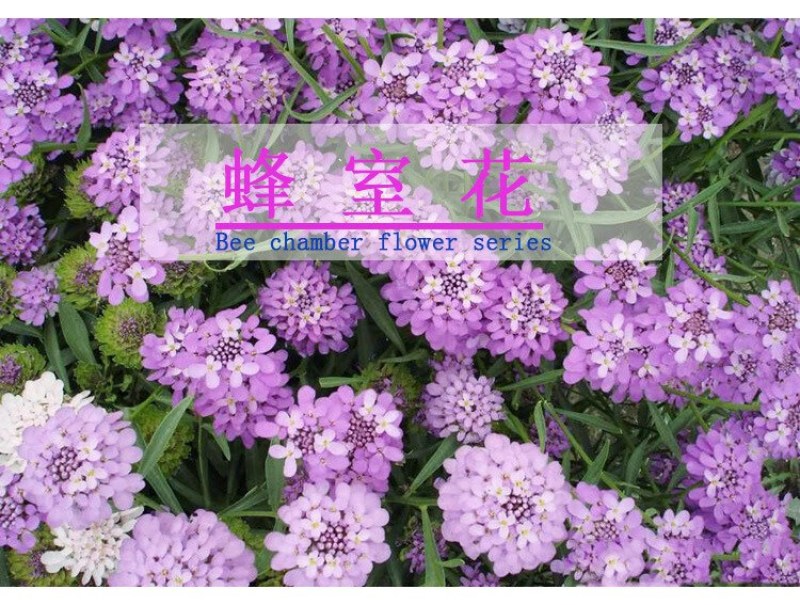 蜂室花种子景观绿化易活四季家庭盆栽阳台园艺花草花海花籽