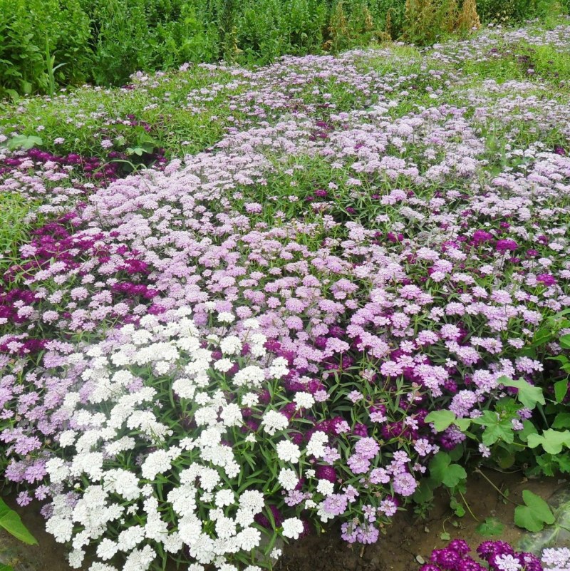 蜂室花种子景观绿化易活四季家庭盆栽阳台园艺花草花海花籽
