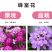 蜂室花种子景观绿化易活四季家庭盆栽阳台园艺花草花海花籽