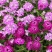 蜂室花种子景观绿化易活四季家庭盆栽阳台园艺花草花海花籽