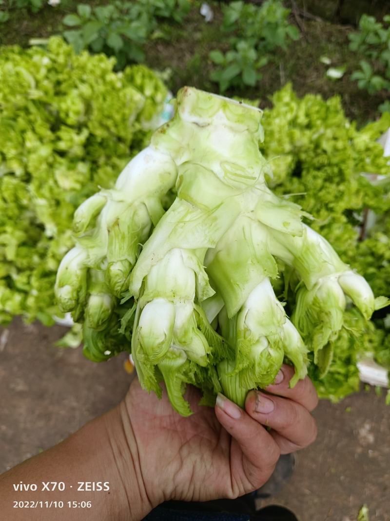 早儿菜