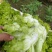 早儿菜