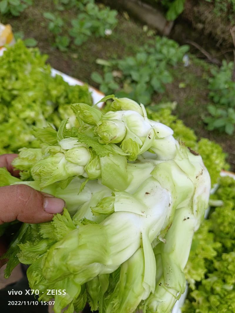 早儿菜