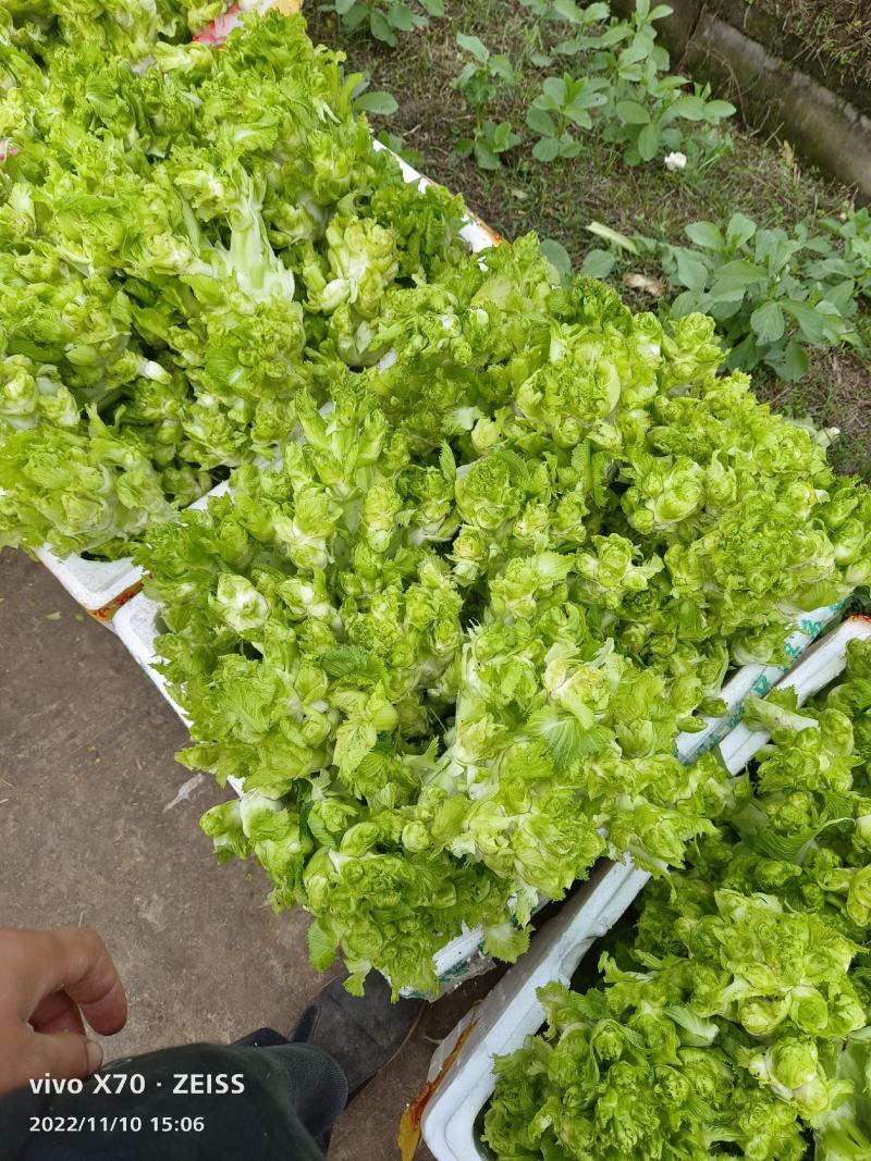 早儿菜