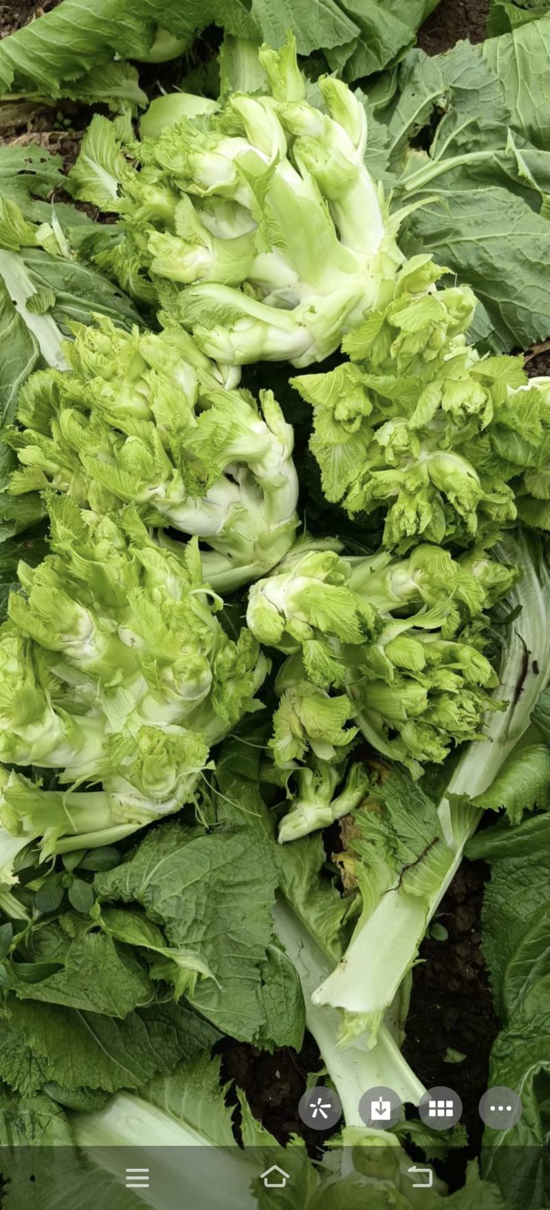 早儿菜