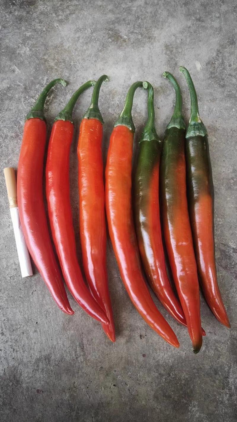 龙椒，螺丝椒，小米辣，绿色生态辣椒，蔬菜。
