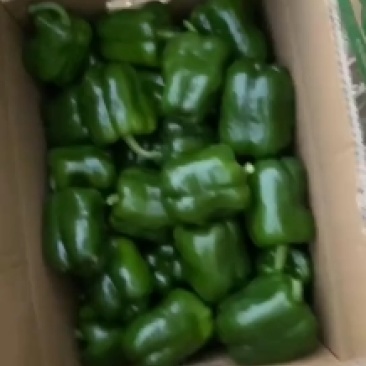 福建精品辣椒大量上市，圆椒，元椒，黄皮尖椒，陇椒，螺丝椒