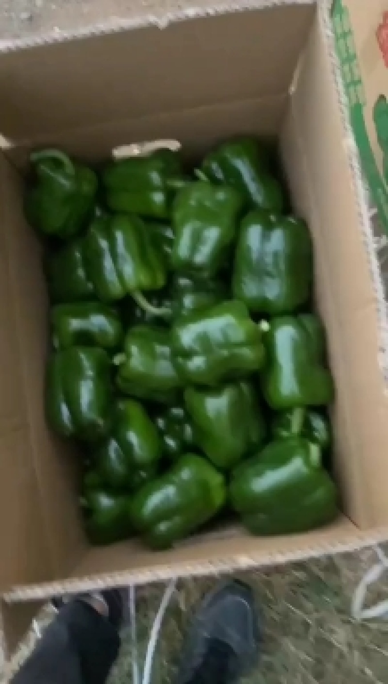 福建精品辣椒大量上市，圆椒，元椒，黄皮尖椒，陇椒，螺丝椒