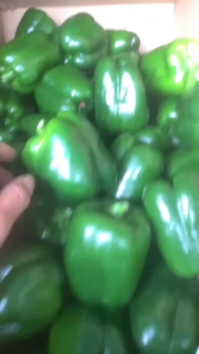 福建精品辣椒大量上市，圆椒，元椒，黄皮尖椒，陇椒，螺丝椒