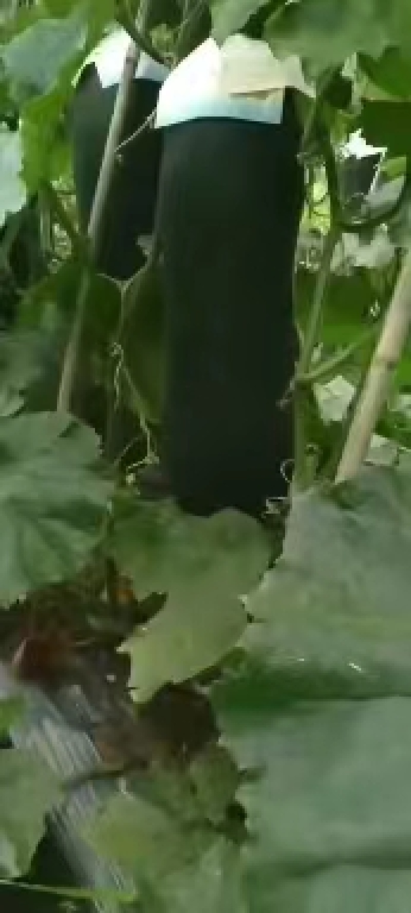韶关英德精品黑皮冬瓜大量上市大量供应市场诚信经营有回头车