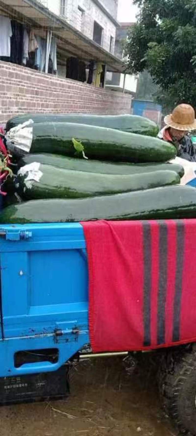 韶关英德精品黑皮冬瓜大量上市大量供应市场诚信经营有回头车