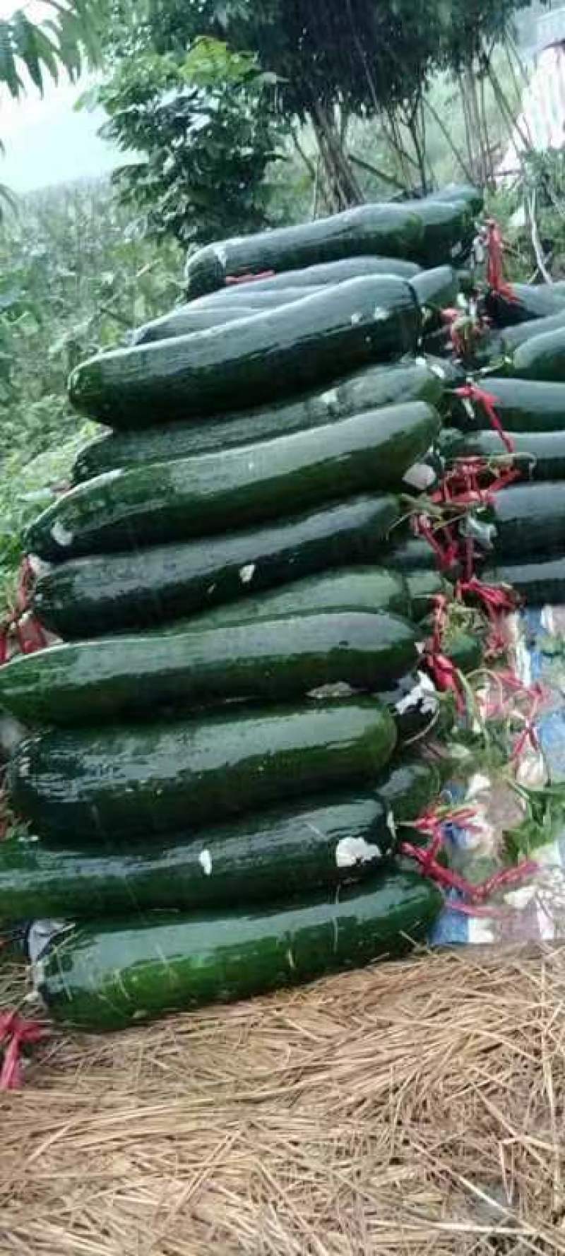 韶关英德精品黑皮冬瓜大量上市大量供应市场诚信经营有回头车