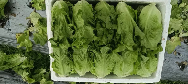 意大利精品生菜，承接各种大型买主，批发商，配送