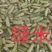 绿米批发种植绿米品质好价格低货源充足可开专票