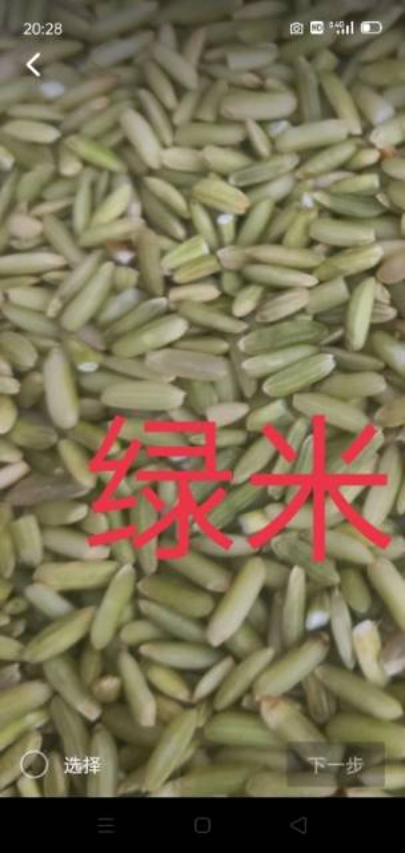 绿米批发种植绿米品质好价格低货源充足可开专票