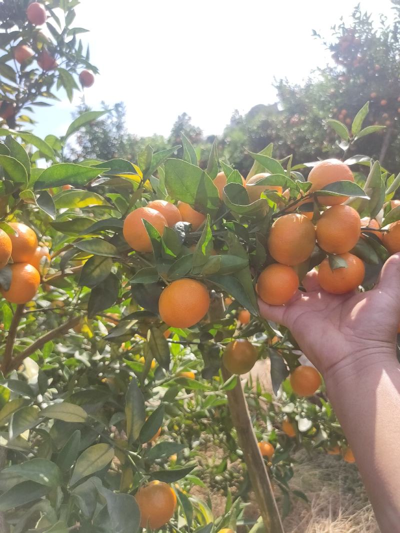 世纪红，全秋沙糖桔，南丰密，八月桔，大量上市