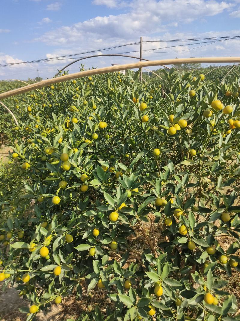 世纪红，全秋沙糖桔，南丰密，八月桔，大量上市