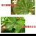 噁霜猛锌黄瓜霜霉恶霜灵代森猛锌霜霉病杀菌剂