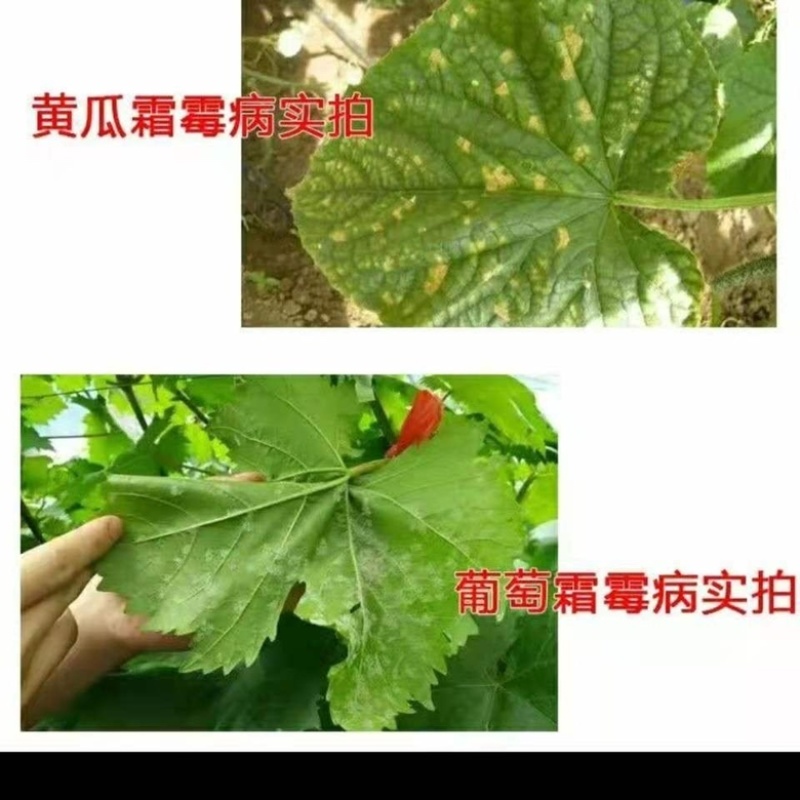 噁霜猛锌黄瓜霜霉恶霜灵代森猛锌霜霉病杀菌剂