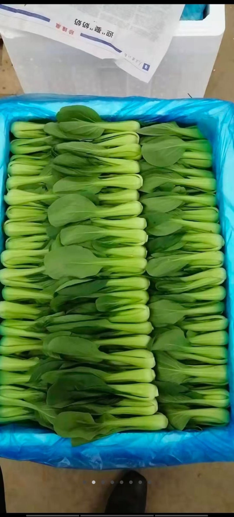 上海青
