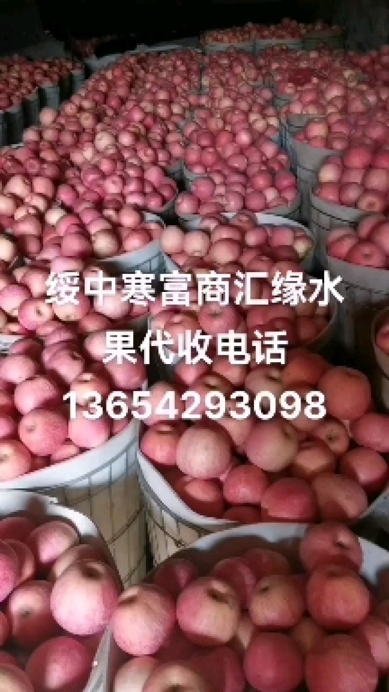绥中寒富苹果，富士苹果大量有货，欢迎客商前来选购