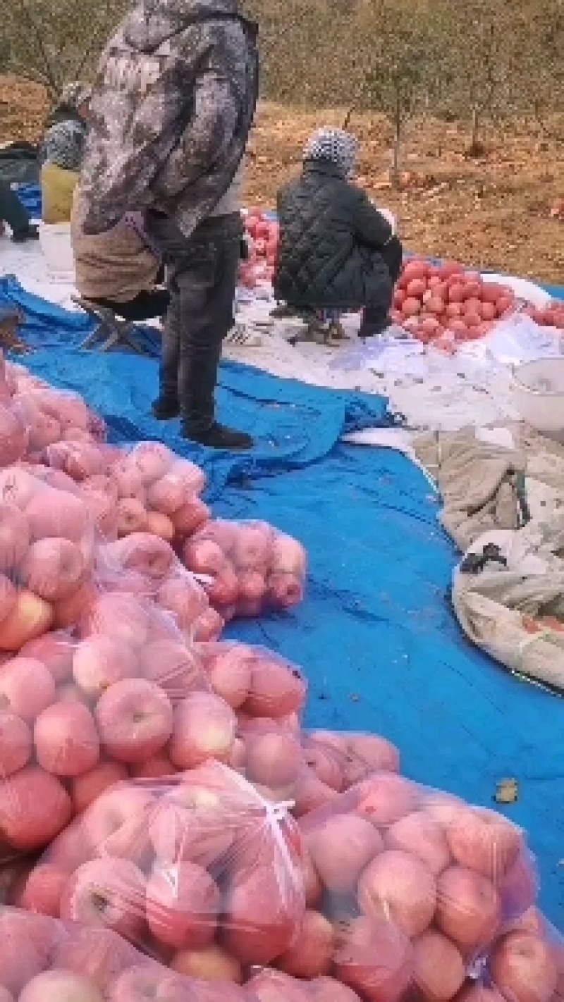 绥中寒富苹果，富士苹果大量有货，欢迎客商前来选购