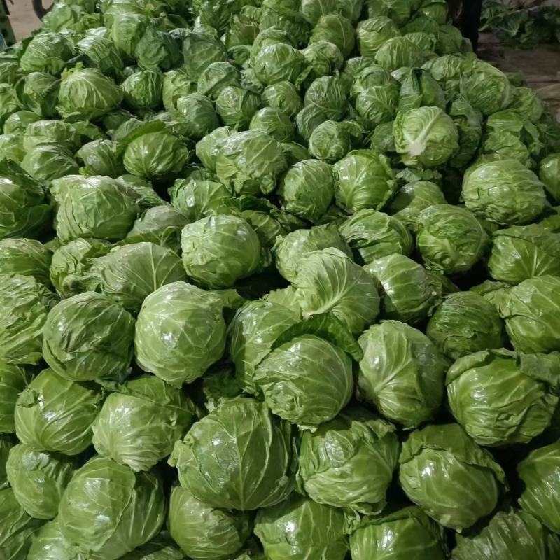 精品甘蓝，绿甘蓝（萱甘蓝）系列~大棚甘蓝~产地代办