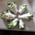 优质儿菜大量上市，货源充足，品质保证，可长期供货
