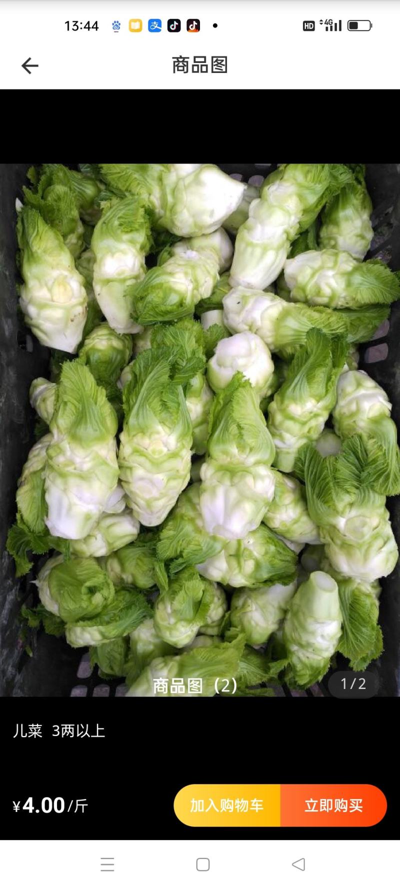 优质儿菜大量上市，货源充足，品质保证，可长期供货