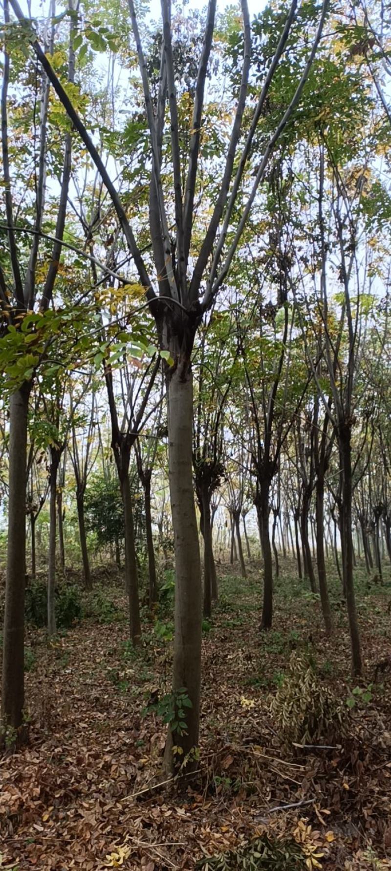 江苏徐州栾树基地出售中，量大从优，欢迎选购