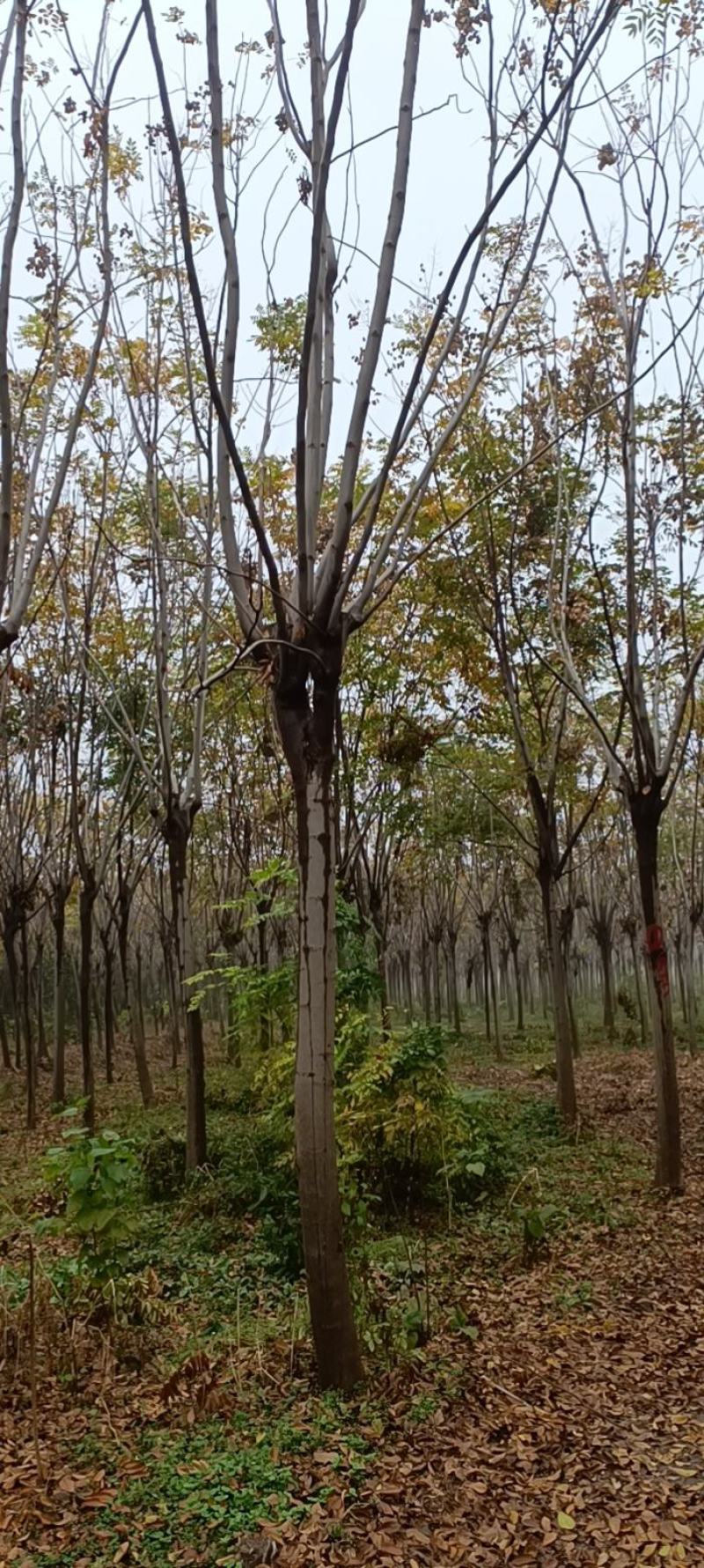 江苏徐州栾树基地出售中，量大从优，欢迎选购