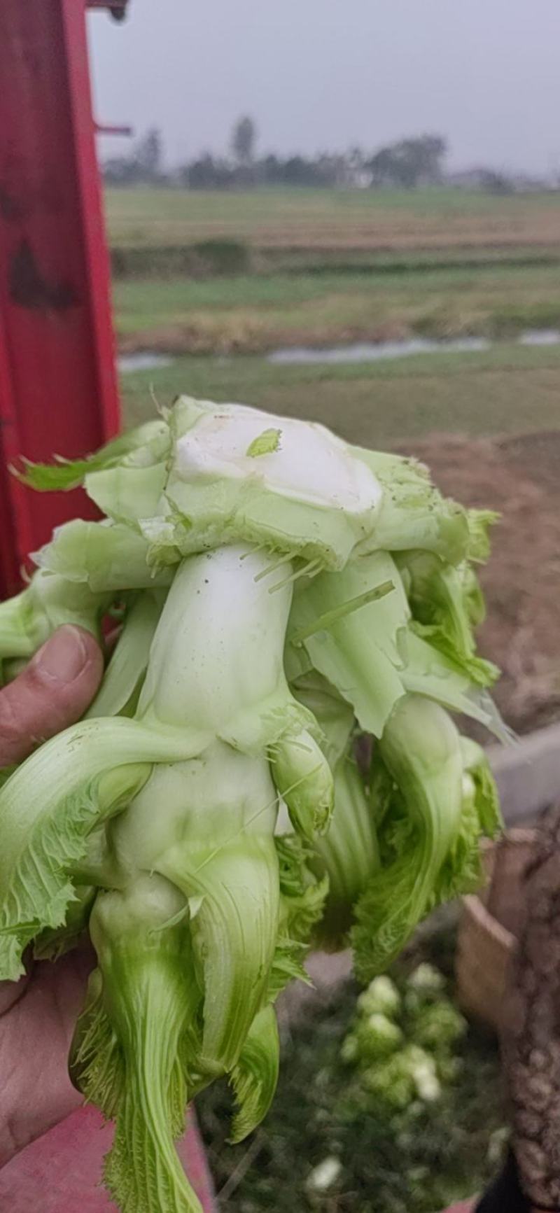 基地l儿菜，