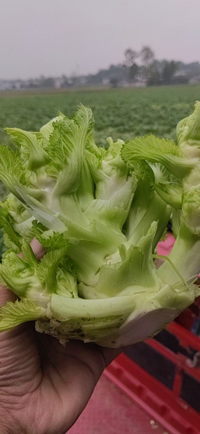 基地l儿菜，