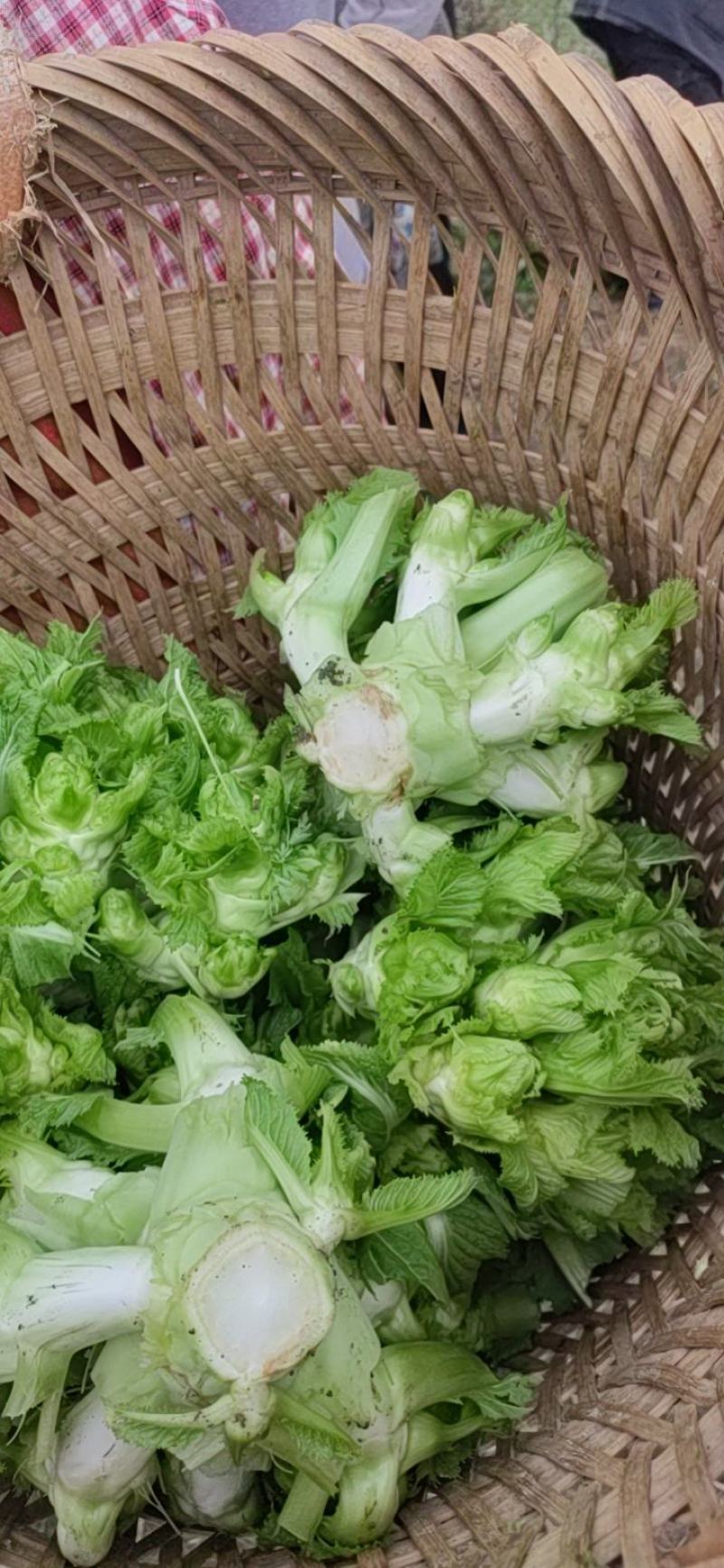基地l儿菜，