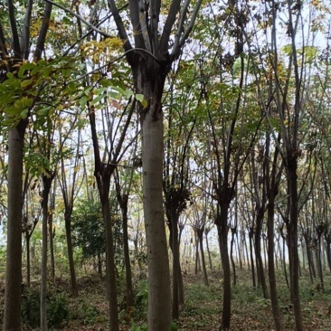 江苏徐州栾树基地出售中，量大从优，欢迎选购