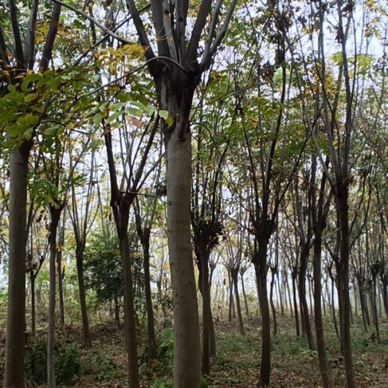 江苏徐州栾树基地出售中，量大从优，欢迎选购