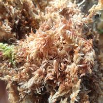 水苔藓