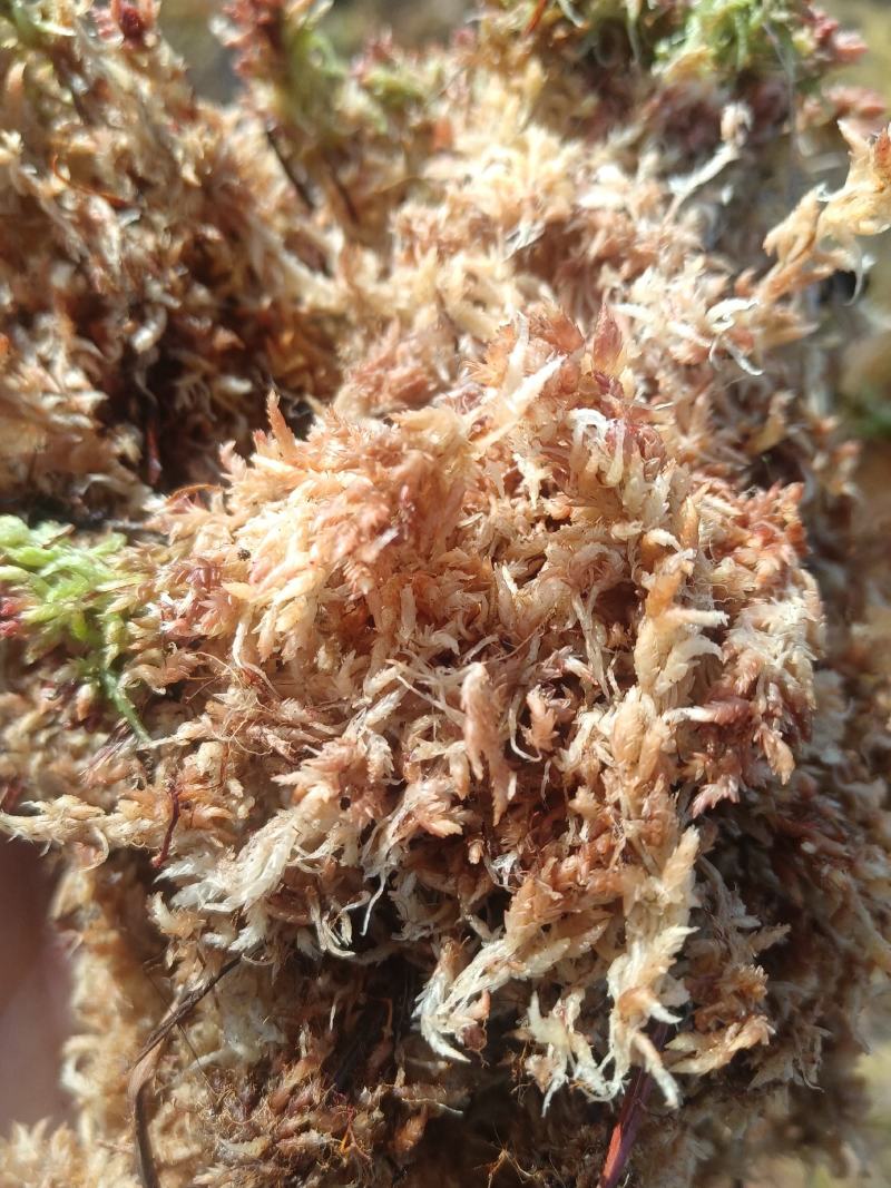 水苔藓