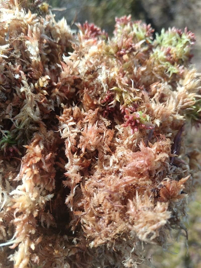 水苔藓