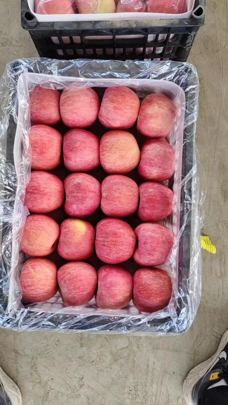 【苹果】山东红富士苹果脆甜可口货源充足物美价廉欢迎采购