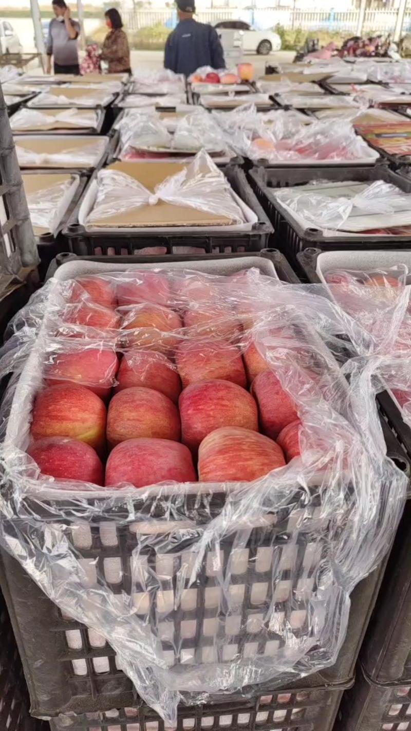 【苹果】山东红富士苹果脆甜可口货源充足物美价廉欢迎采购