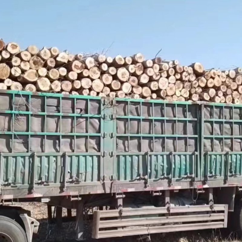 常年出售杨木，两米和两米六的