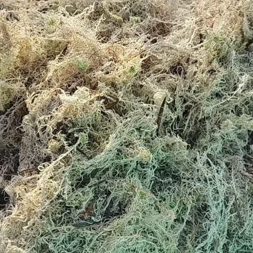 苔藓系列