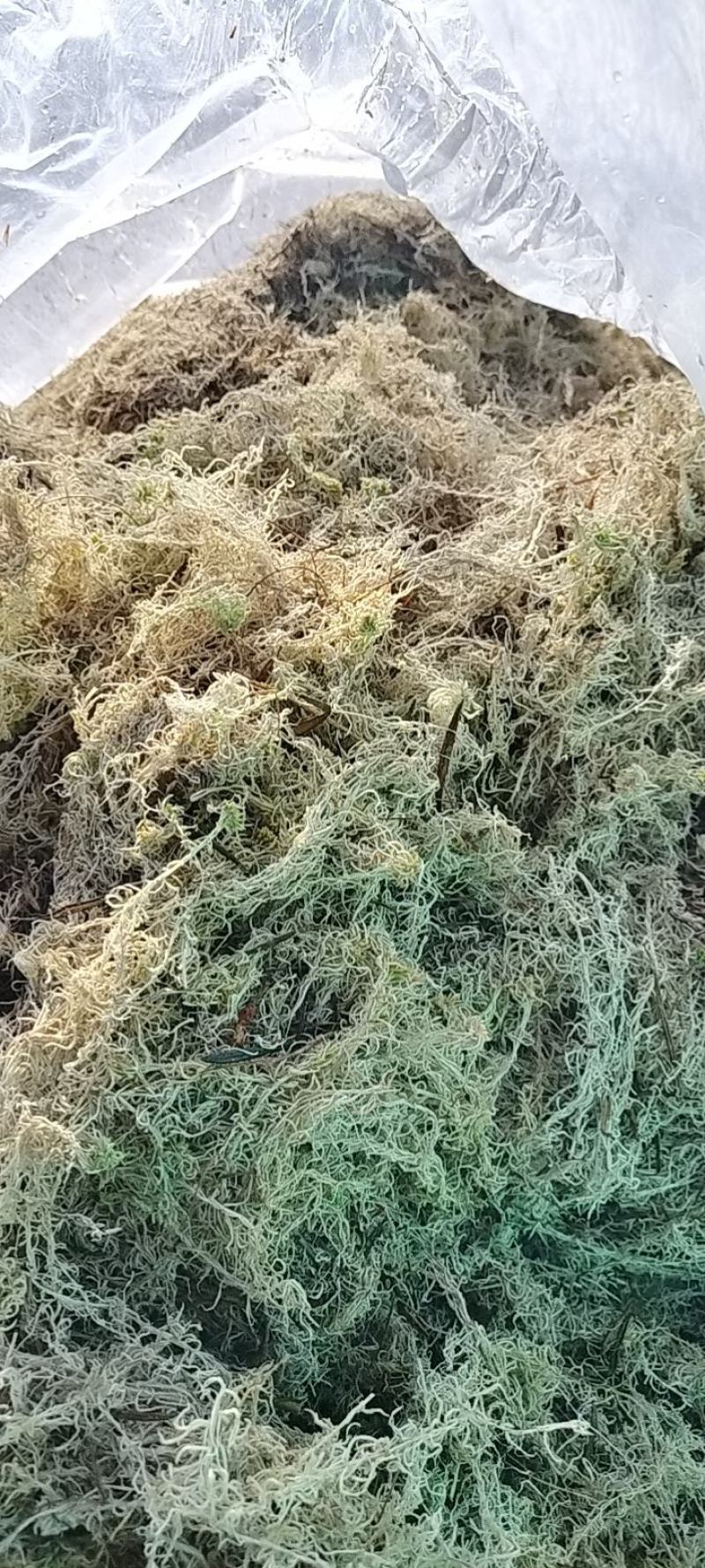 苔藓系列