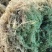 苔藓系列