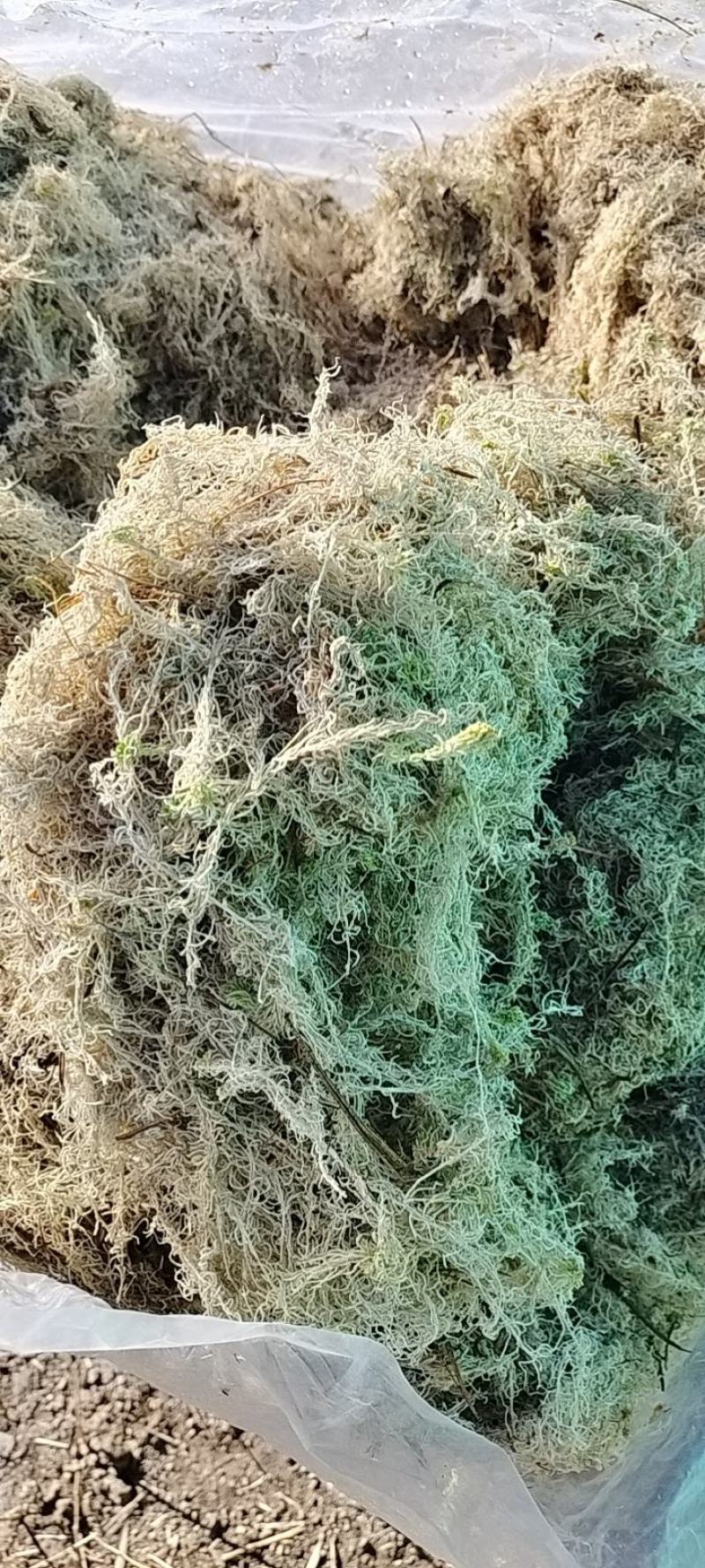 苔藓系列
