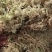苔藓系列